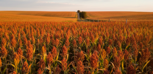 7 benefícios do Gesso Agrícola no sorgo: como o CultiBras favorece raízes profundas e maior resiliência